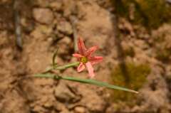 Moraea flaccida