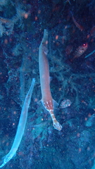 Aulostomus strigosus