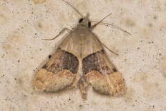 Hemeroplanis incusalis