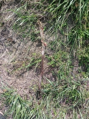 Zamenis longissimus