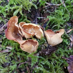 Otidea subformicarum