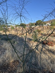 Parkinsonia aculeata