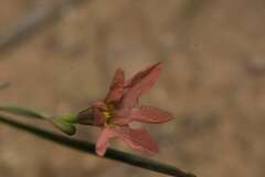 Moraea flaccida