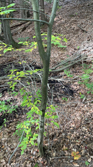 Carpinus caroliniana