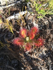 Drosera esterhuyseniae