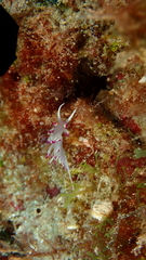 Flabellina llerae