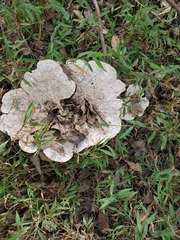 Trametes aesculi
