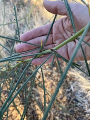 Parkinsonia aculeata