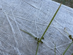 Cyperus difformis
