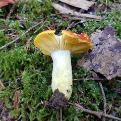 Russula aurea