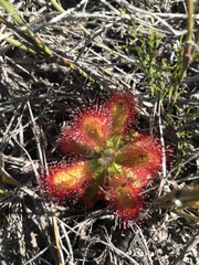 Drosera esterhuyseniae