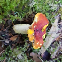Russula aurea