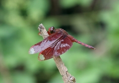Neurothemis fulvia