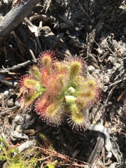 Drosera esterhuyseniae