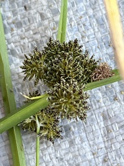 Cyperus difformis