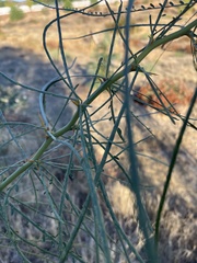 Parkinsonia aculeata