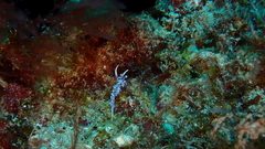 Flabellina llerae