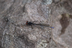 Argia oenea