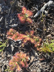 Drosera esterhuyseniae
