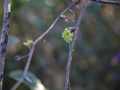 Smilax ovalifolia