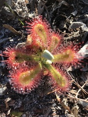 Drosera esterhuyseniae