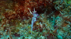Flabellina llerae