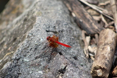 Dythemis maya