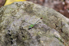 Erpetogomphus