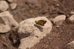 Polites vibex praeceps