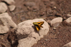 Polites vibex praeceps