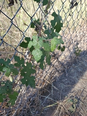 Vitis mustangensis