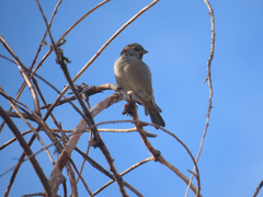 Passer domesticus
