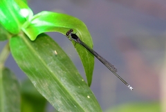 Pseudagrion pruinosum