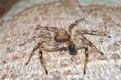 Phaeacius malayensis