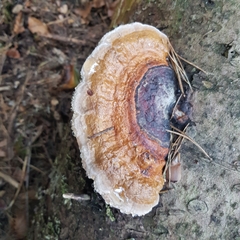 Fomitopsis pinicola