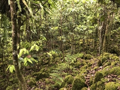 Merrilliodendron megacarpum