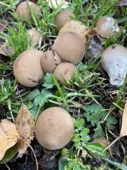 Apioperdon pyriforme