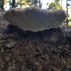 Fomitopsis pinicola