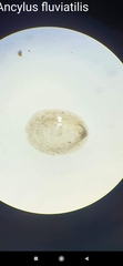 Ancylus fluviatilis
