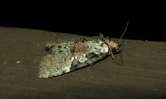 Leuconycta lepidula