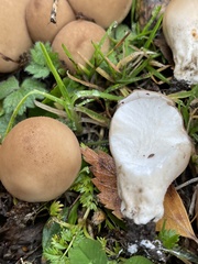 Apioperdon pyriforme