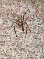 Phaeacius malayensis