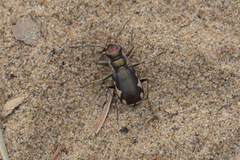 Cicindela scutellaris lecontei