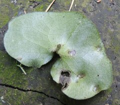 Puccinia asarina