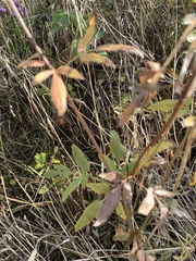 Zizia aurea