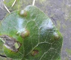 Puccinia asarina