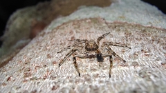 Phaeacius malayensis