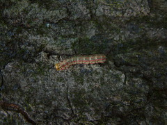 Anisota pellucida