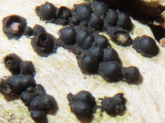 Rosellinia