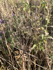 Zizia aurea